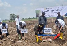 Program Bongkar Raton Tebu 2025, Langkah Strategis untuk Memperbaharui Areal Tebu yang Tidak Produktif