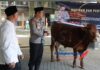 Hewan Kurban Sapi dari Kapolda Jatim Diserahkan Kapolres Jombang ke Dua Ponpes di Jombang