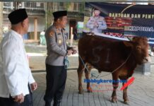 Hewan Kurban Sapi dari Kapolda Jatim Diserahkan Kapolres Jombang ke Dua Ponpes di Jombang