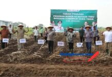 Dalam Rangka Mendukung Percepatan Swasembada Gula Nasional, Ini yang Dilakukan Disperta Jombang