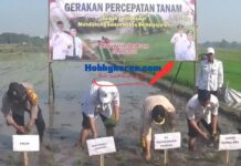 Dukung Program Swasembada Pangan Berkelanjutan 2026, Disperta Gelar Percepatan Tanam