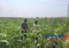 Anggota Polsek Bareng Pantau Tanaman Jagung, Wujud Dukungan Ketahanan Pangan Nasional
