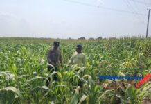 Anggota Polsek Bareng Pantau Tanaman Jagung, Wujud Dukungan Ketahanan Pangan Nasional