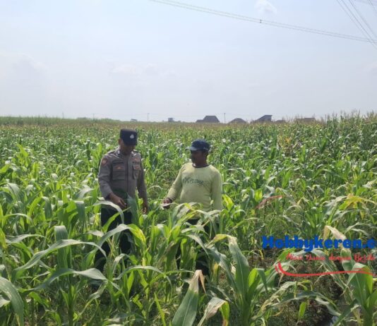 Anggota Polsek Bareng Pantau Tanaman Jagung, Wujud Dukungan Ketahanan Pangan Nasional