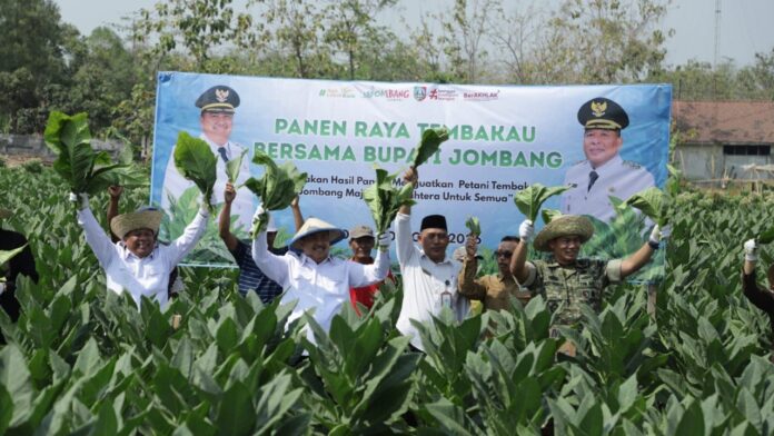 Panen Raya Tembakau Jombang 2026 : Potensi Ekonomi Capai Setengah Triliun, Pemkab Salurkan Pupuk dan Alsintan